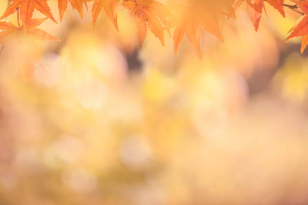 Podzimní abstraktní pozadí měkké zaměření - Fotografie, Obrázek