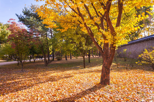 Jesienny krajobraz w parku. Seoul, korea Południowa. - Zdjęcie, obraz