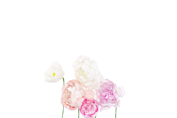 beautiful peony flowers - Foto, imagen