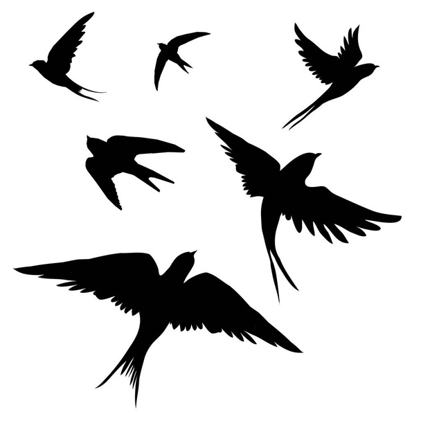 swallows birds vector illustration - Vektör, Görsel