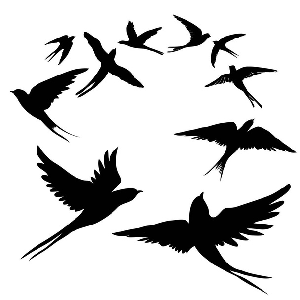 Εικονογράφηση διάνυσμα πουλιά τα χελιδόνια - Διάνυσμα, εικόνα