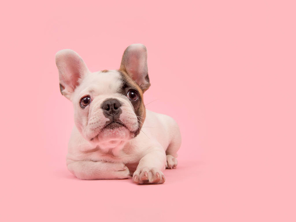 Симпатичный белый и коричневый щенок французского бульдога, лежащий, отводя взгляд на розовом фоне
 - Фото, изображение