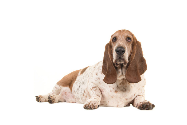 älterer übergewichtiger Basset-Hund im Liegen mit Blick auf die Kamera von der Seite isoliert auf weißem Hintergrund - Foto, Bild