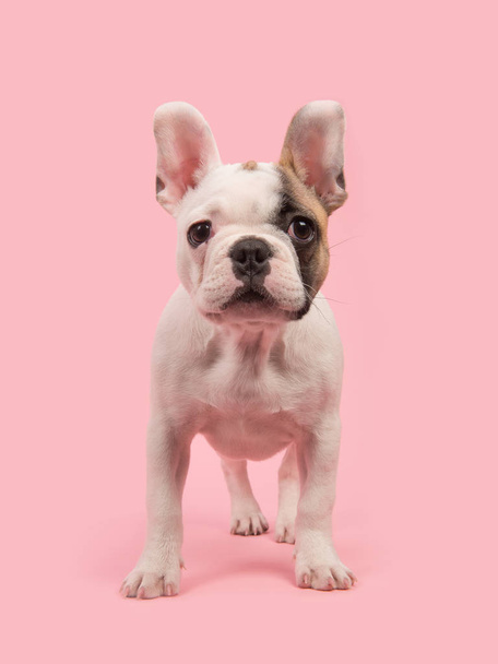 Cute standing french bulldog puppy seen from the front facing the camera on a pink background - Φωτογραφία, εικόνα