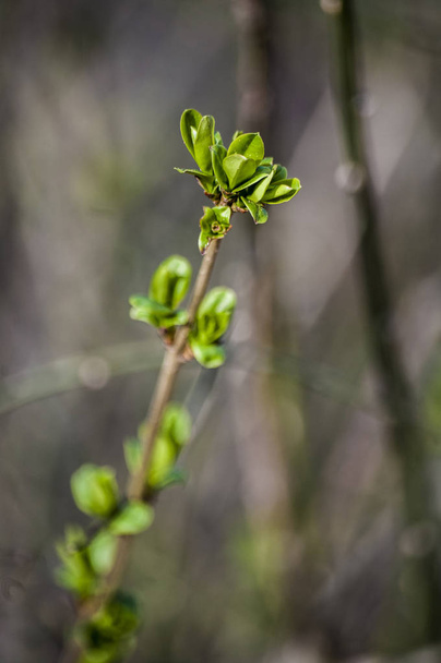 Spring leaves, fresh, green, young plants growing on branch of tree, image with bokeh background - Photo, Image