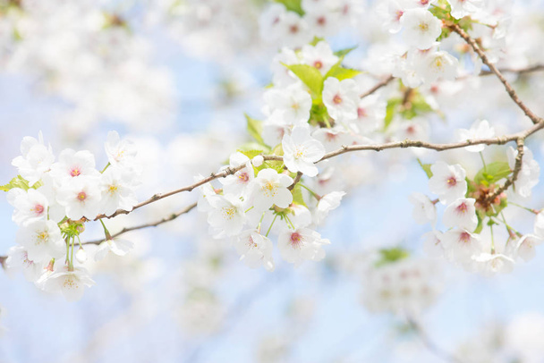 Бранчі білої вишневої квітки на блакитному небі
 - Фото, зображення