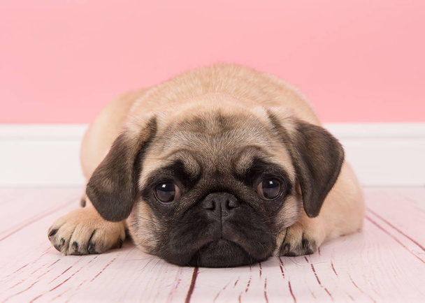Милая молодая собачка-мопс лежит на полу с головой, глядя на камеру в розовой гостиной.
 - Фото, изображение