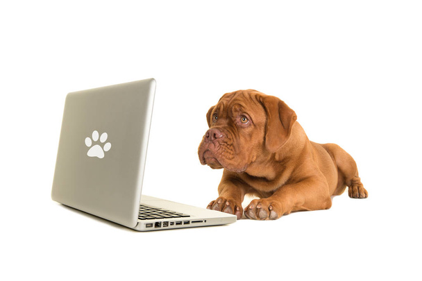 Štěně psa Bordeaux leží na zemi a při pohledu na laptop izolovaných na bílém pozadí - Fotografie, Obrázek