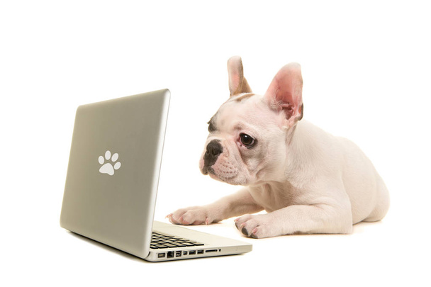 Francouzský buldoček štěně ležící na podlaze, při pohledu na laptop izolovaných na bílém pozadí - Fotografie, Obrázek