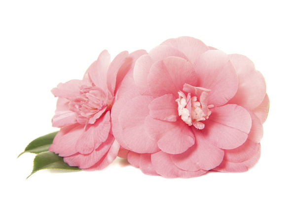 Досить дві рожеві камелії японські троянди ізольовані на білому тлі
 - Фото, зображення