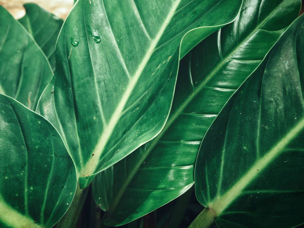 зеленим листям з тінню - Фото, зображення
