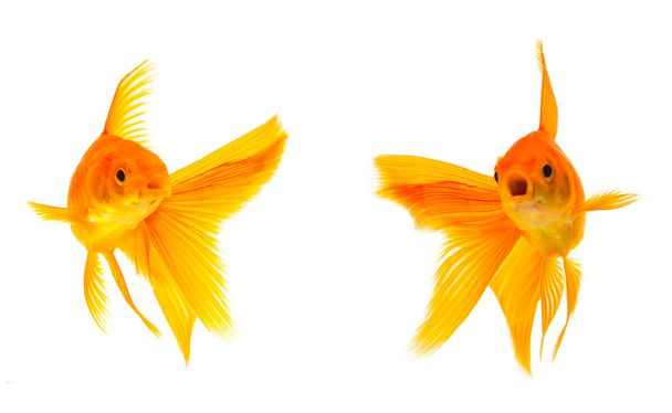 peixes-dourados
 - Foto, Imagem