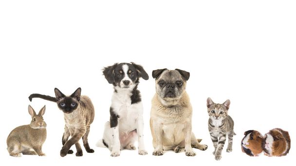 Grupo de variedad de mascotas y diferentes edades, gato adulto, gato joven, cachorro, perro mayor, pura raza, raza mixta y un conejillo de indias y un conejo
 - Foto, imagen