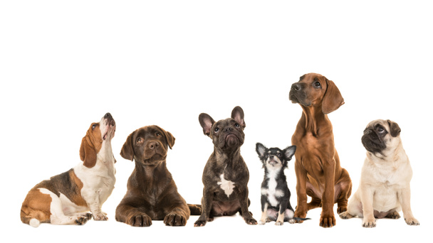 Gruppo di vari tipi di cani di razza pura seduti uno accanto all'altro cercando isolato su uno sfondo bianco
 - Foto, immagini