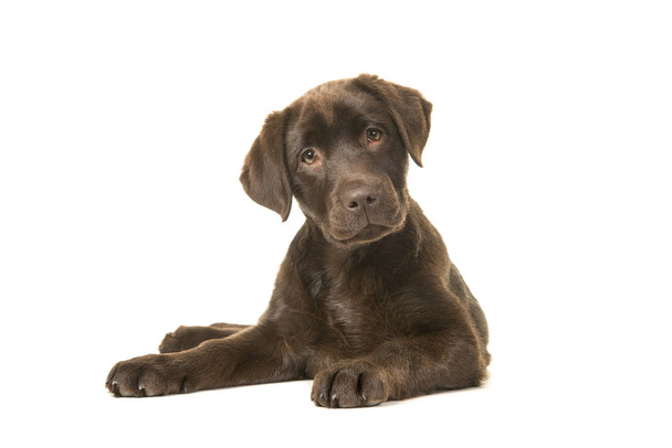 4 months old brown labrador retriever puppy lying down seen from the front, with its paws to the left tilting its head and looking at the camera isolated on a white background - Photo, Image