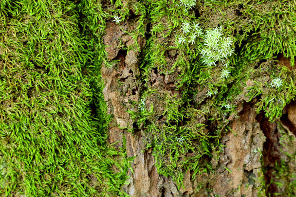 Grünes Moos auf dem Baum. Moosiger Rindenhintergrund. - Foto, Bild