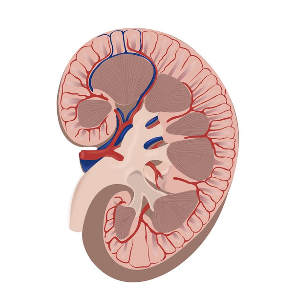 泌尿器系の解剖学と生理学 - ベクター画像