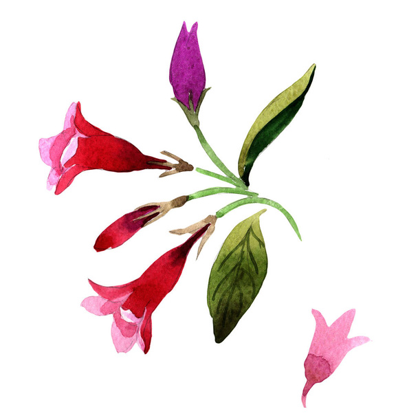 Wildflower Weigela Φλόριντα λουλούδι σε στυλ υδροχρώματος απομονωμένες. - Φωτογραφία, εικόνα