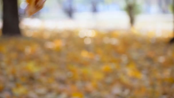 Imágenes en cámara lenta de hojas amarillas cayendo en el parque de otoño
 - Metraje, vídeo