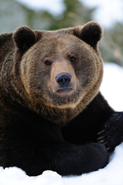 Boz ayı portre kışın - Fotoğraf, Görsel