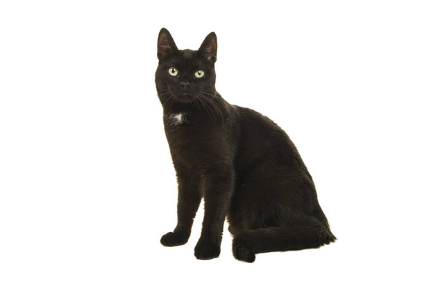 Zwarte kat kijken naar de camera geïsoleerd op een witte achtergrond - Foto, afbeelding