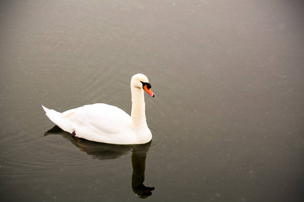 White swan swim on the lake in the city park. Proud and beautiful bird. Dark water in early spring.Toned - Photo, Image