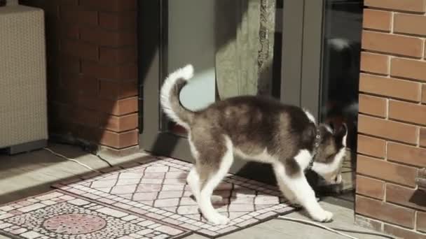 Husky puppy at the door - Felvétel, videó