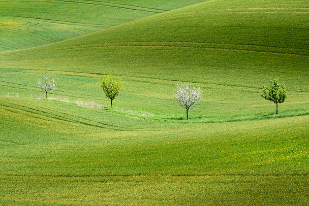 Quatre arbres sur un champ vert ondulé, Moravie du Sud
 - Photo, image