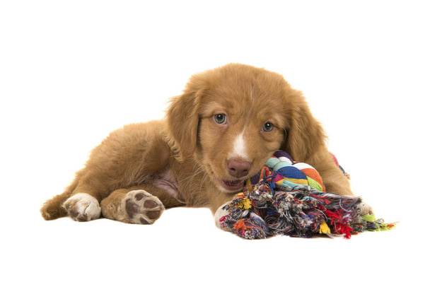かわいいノバスコシアのアヒルの鳴るレトリーバー子犬色とりどりの編まれたロープ犬のおもちゃを噛んでいる間はカメラ側から見た横になって - 写真・画像
