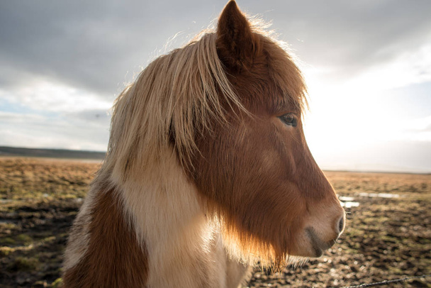 アイスランドの馬の肖像 - 写真・画像