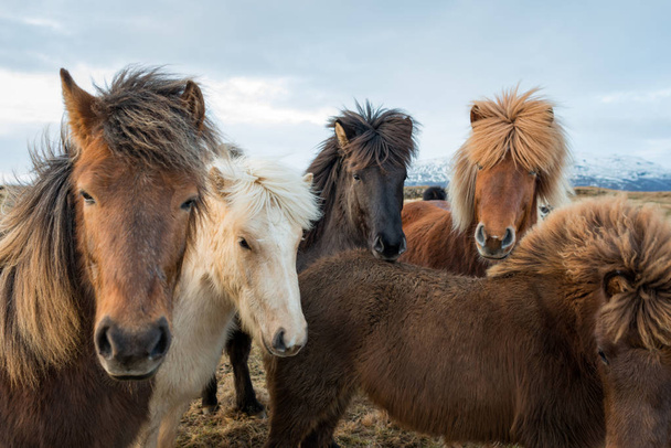 Portret van de IJslandse paarden - Foto, afbeelding