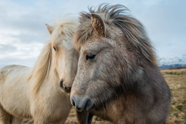 Retrato de los caballos islandeses
 - Foto, imagen