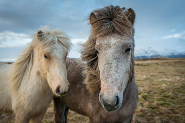 Retrato de los caballos islandeses
 - Foto, Imagen