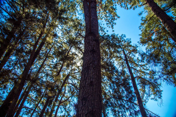 pine tree way - Zdjęcie, obraz