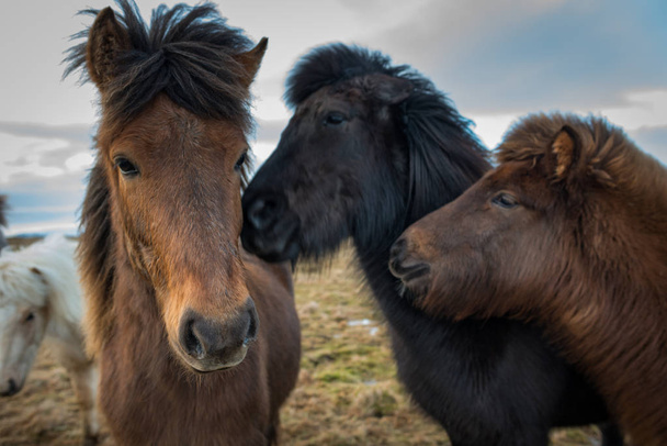 Portret van de IJslandse paarden - Foto, afbeelding
