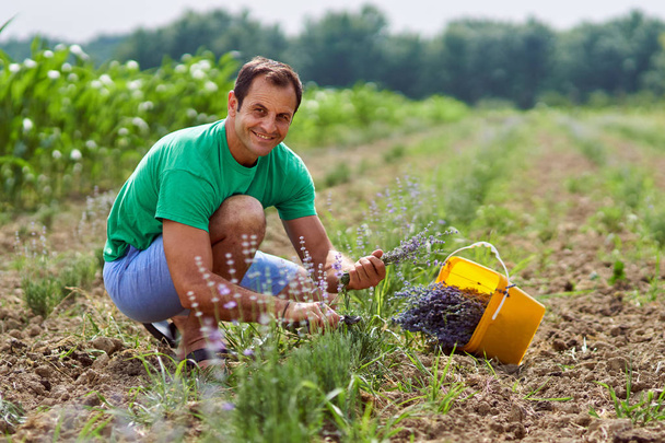 Farmer harvesting lavender - Фото, зображення