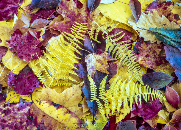 autumn still life - Photo, Image