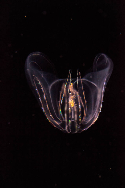 Żebropław Phylum Ctenophora nie masz komórki żądlące - Zdjęcie, obraz
