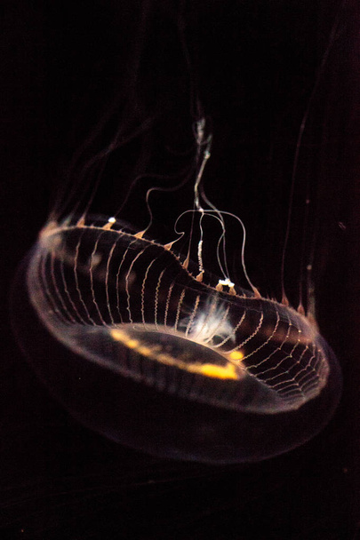 Méduses de cristal Aequorea victoria est un hydrozoaire bioluminescent
 - Photo, image