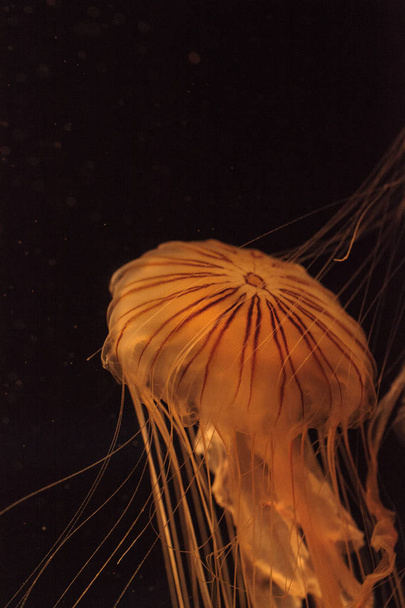 Японская морская крапива Медуза, Chrysaora pacifica
 - Фото, изображение