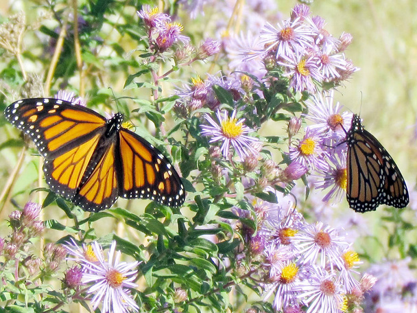 Toronto Lake Monarch vlinders op de bloem 2013  - Foto, afbeelding