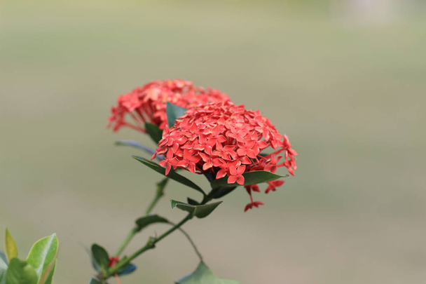  Ixora chinensis Lam En plena floración
 - Foto, imagen