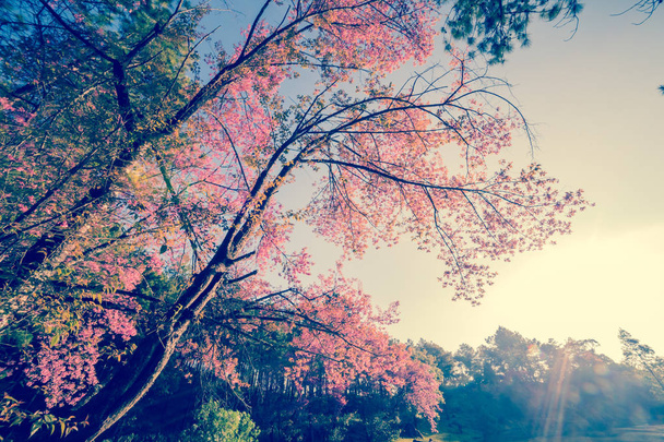 kiraz Pembe çiçek Bahar, vintage pastel renk filtresi - Fotoğraf, Görsel
