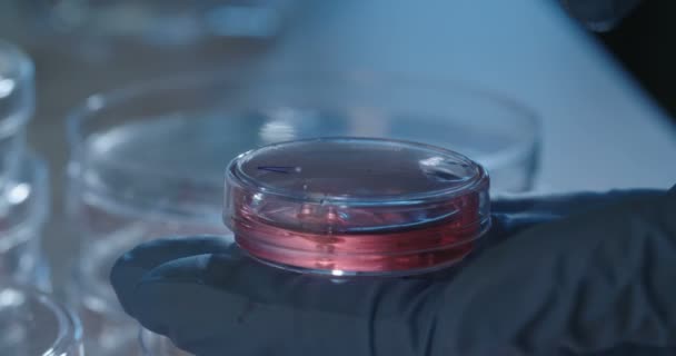 Laboratóriumi technikus dolgozik a Petri-csésze - Felvétel, videó