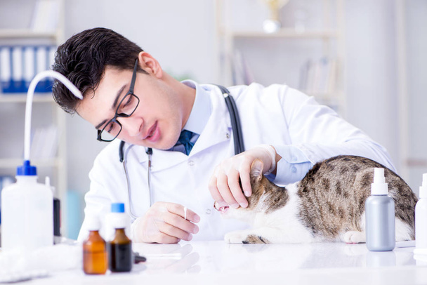猫訪問獣医のために定期的なチェックアップ - 写真・画像