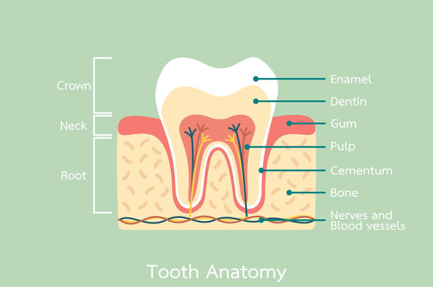 healthy tooth anatomy with word - Vector, Image