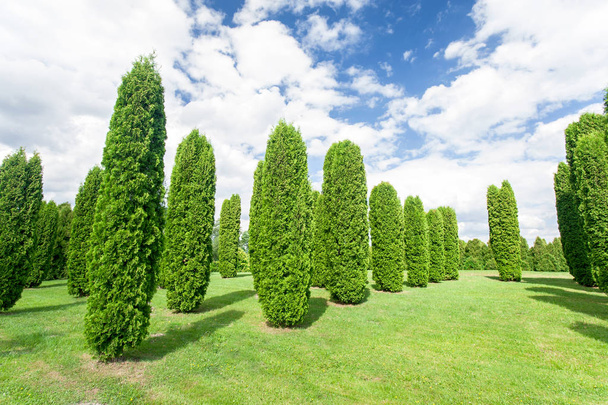 Sok thuja columna fák nyári hivatalos kertben. Lettország. - Fotó, kép