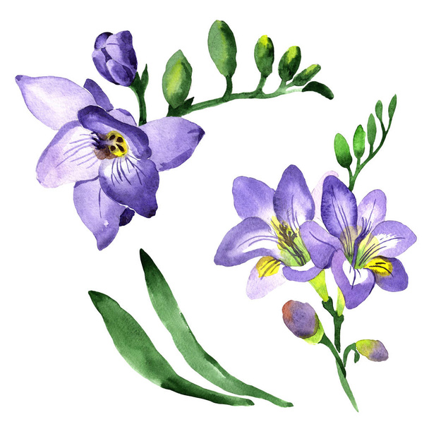 Wildflower fresia flower in a watercolor style isolated. - Fotoğraf, Görsel