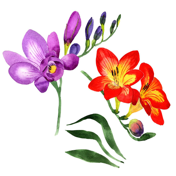 Wildflower fresia flower in a watercolor style isolated. - Fotoğraf, Görsel