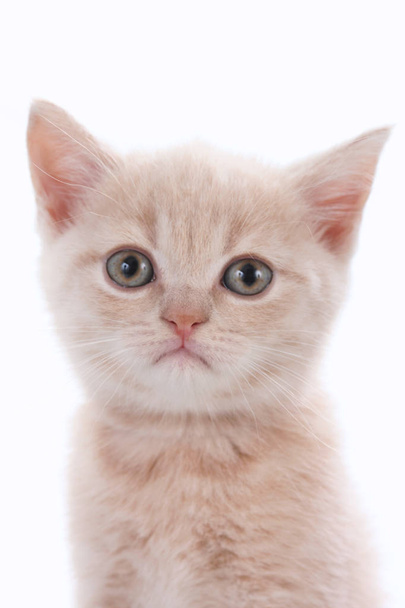 Face of a cute kitten - Foto, Imagem
